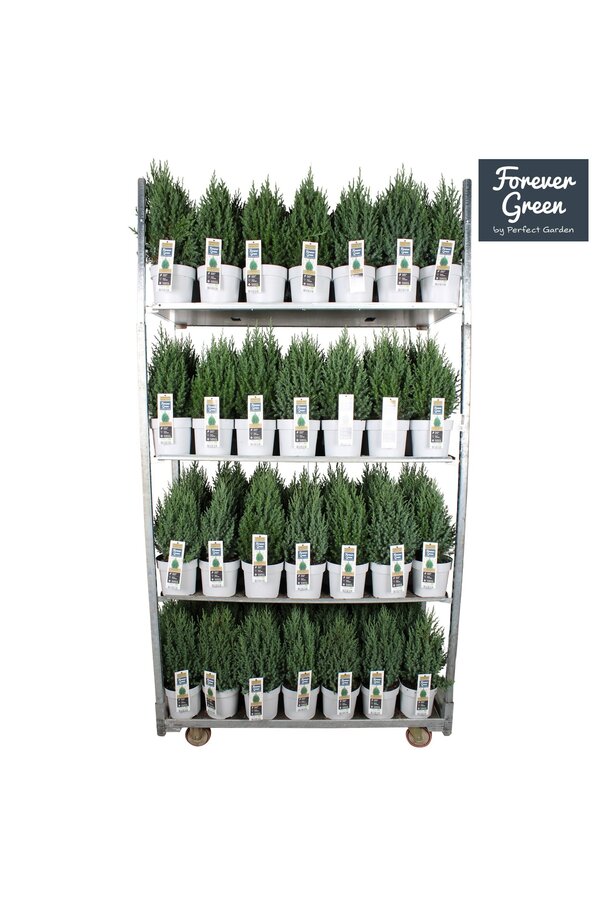 Juniperus chinensis Stricta P19 - Bio