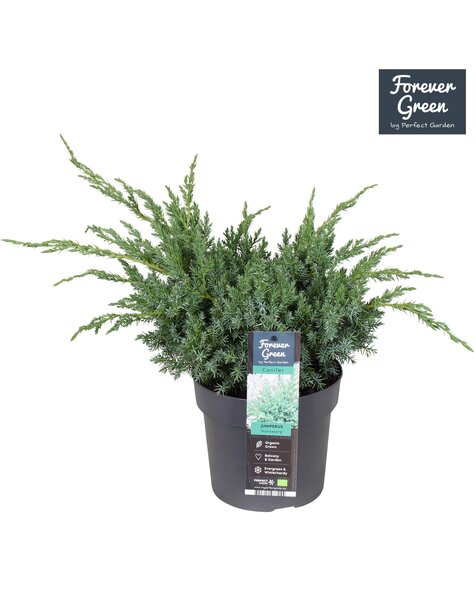 Juniperus squamata Hunnetorp P19