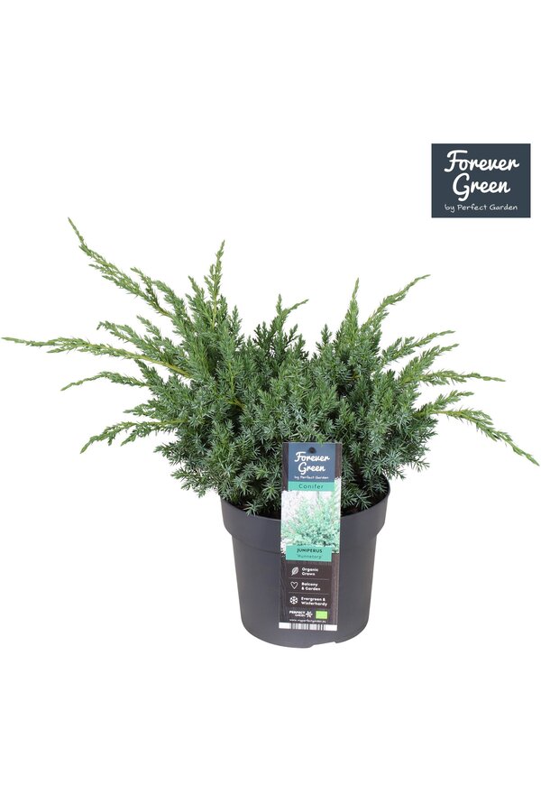 Juniperus squamata Hunnetorp P19
