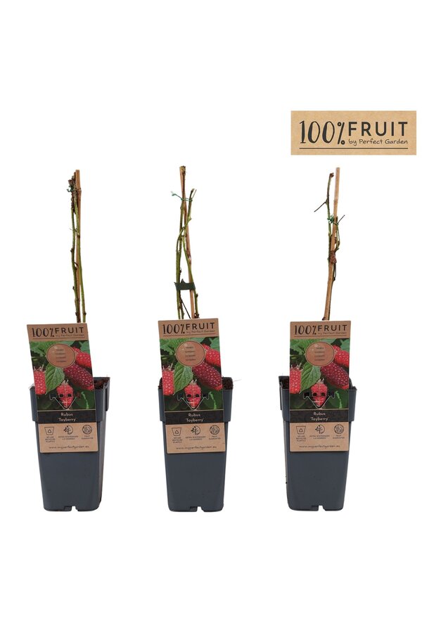Rubus Tayberry P15