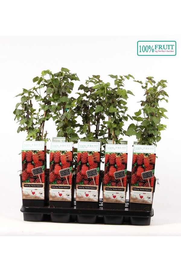 Rubus Tayberry P15