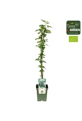Rubus Navaho® Summerlong® Bio P23