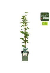 Rubus Navaho® Summerlong® Bio P23