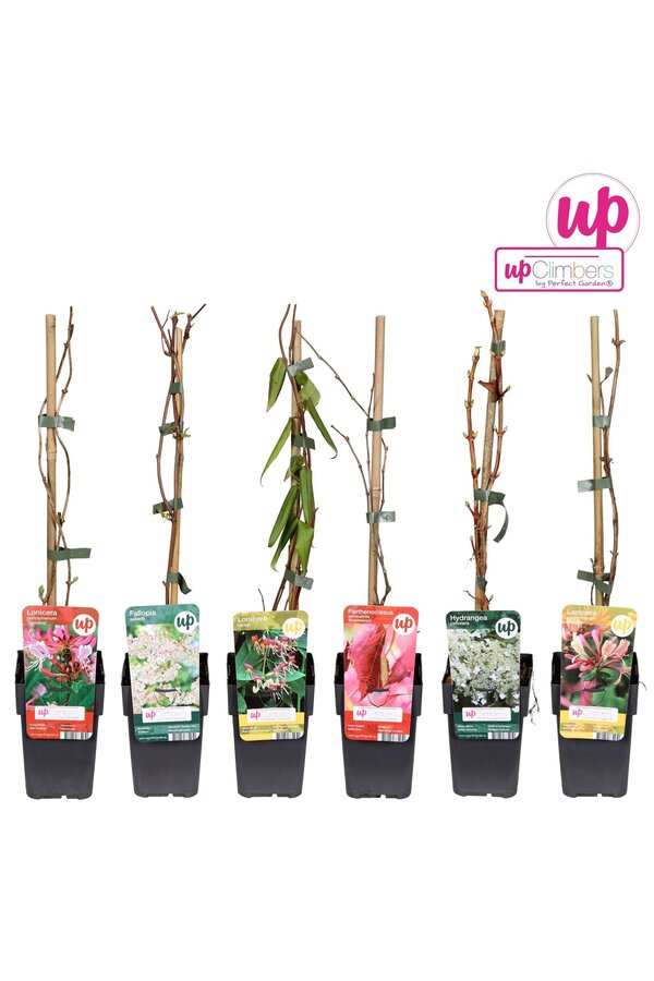 Klimplanten Clematis mix tray value P12