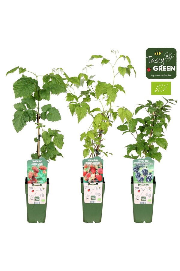 Rubus mix laag bio P15