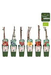 Rubus mix laag bio P15