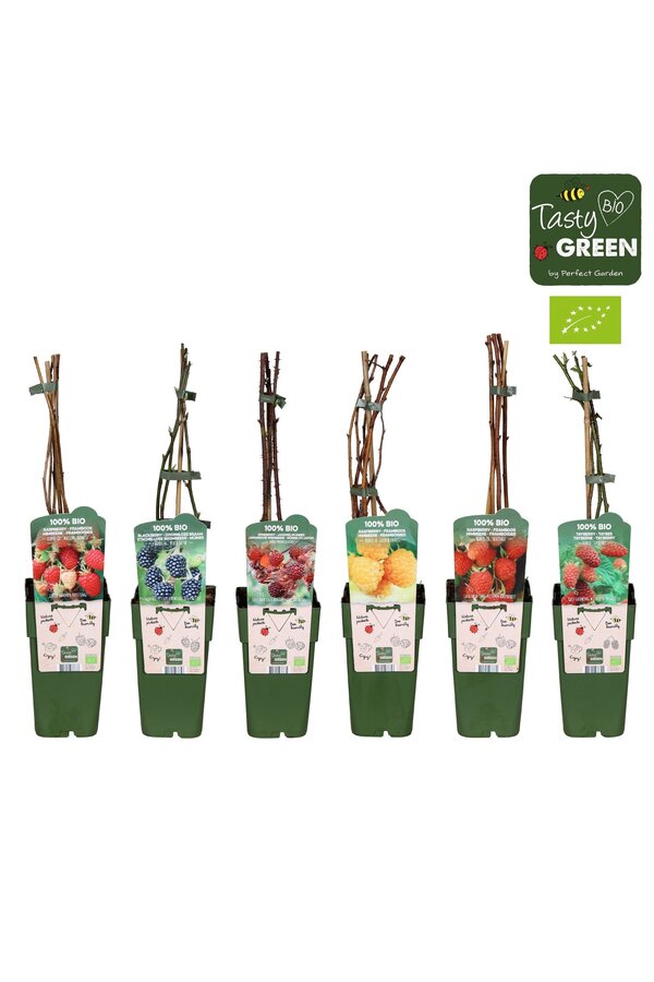 Rubus mix laag bio P15