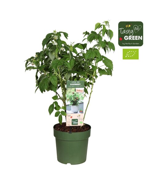 Rubus Low.® Little Sweet Sister® Patio Bio P23