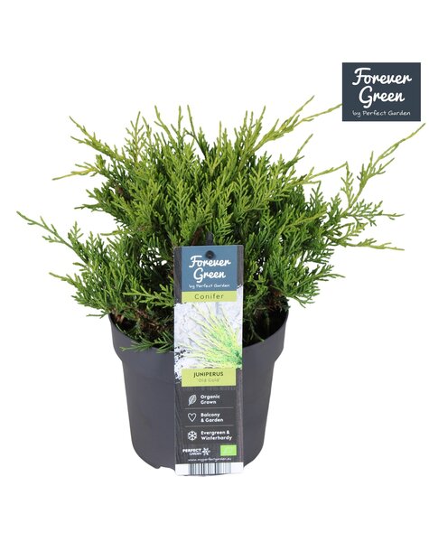 Juniperus x pfitzeriana Old Gold P14