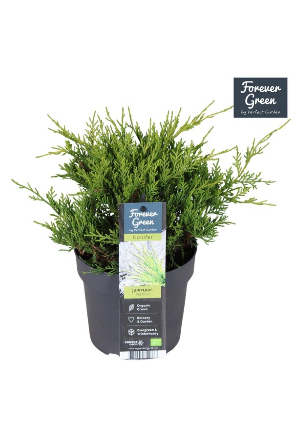 Juniperus x pfitzeriana Old Gold P14