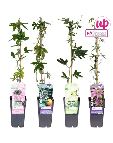 Passiflora mix tray P15