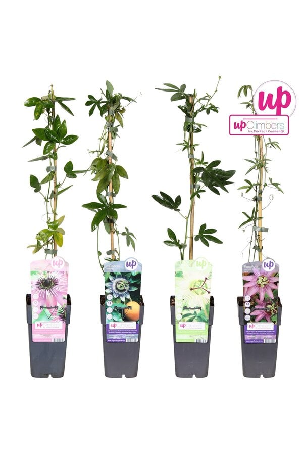 Passiflora mix tray P15