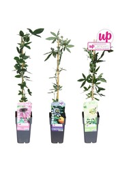 Passiflora mix tray P15