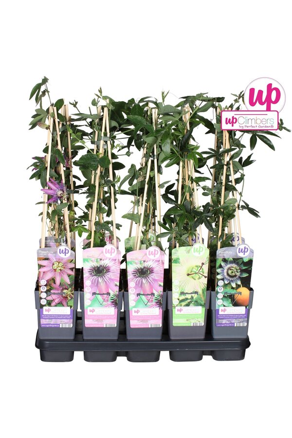 Passiflora mix tray P15