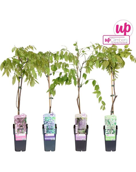 Wisteria mix tray P15