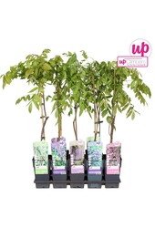 Wisteria mix tray P15