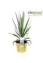 Yucca gloriosa Variegata P19