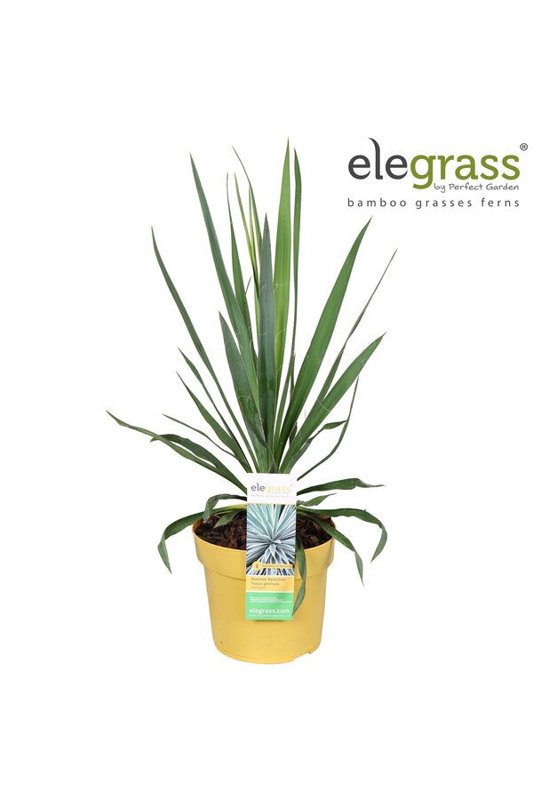 Yucca gloriosa Variegata P19