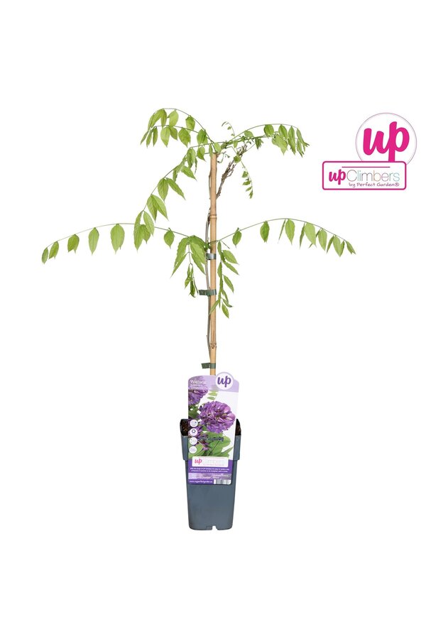 Wisteria frutescens Longwood Purple P15