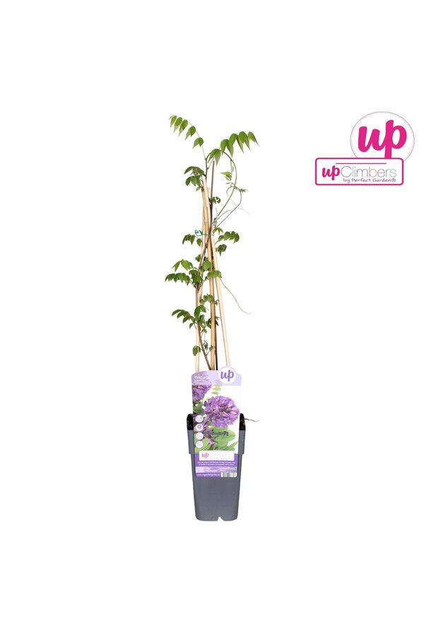 Wisteria frutescens Longwood Purple P15