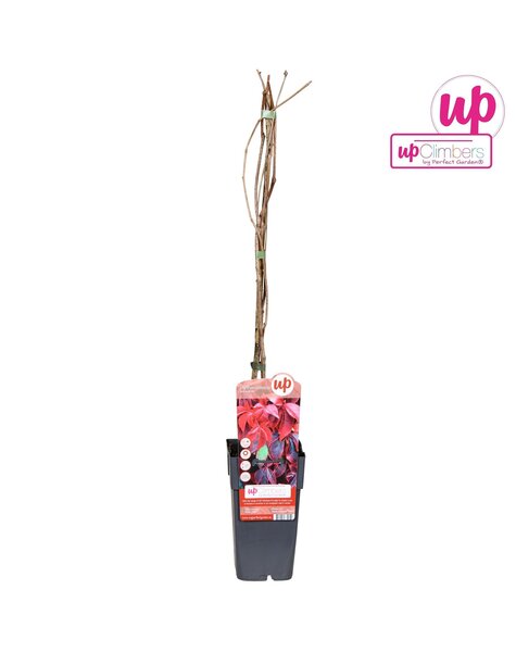 Parthenocissus quinquefolia P15