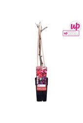 Parthenocissus quinquefolia P15