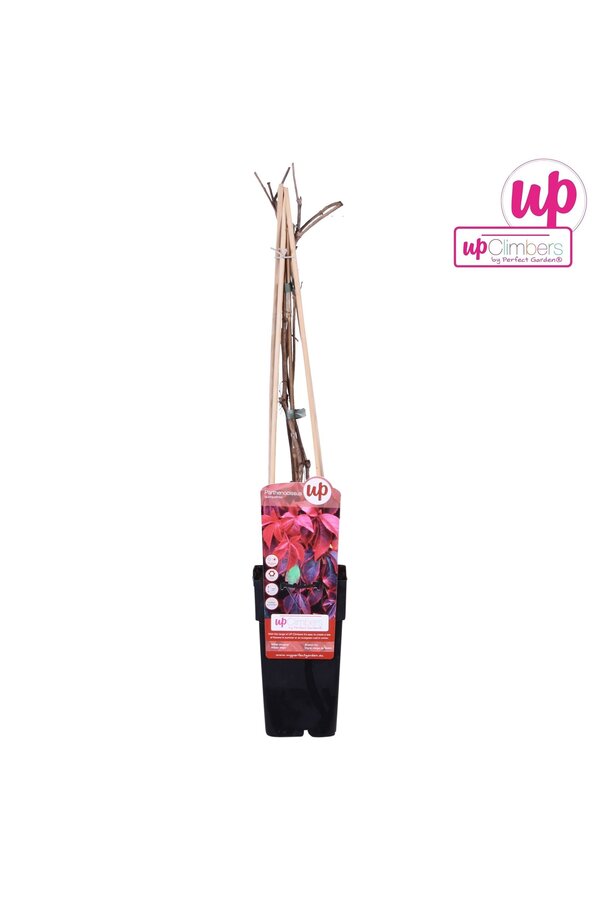 Parthenocissus quinquefolia P15