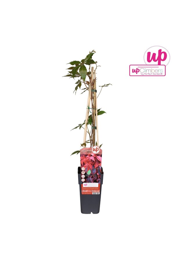 Parthenocissus quinquefolia P15