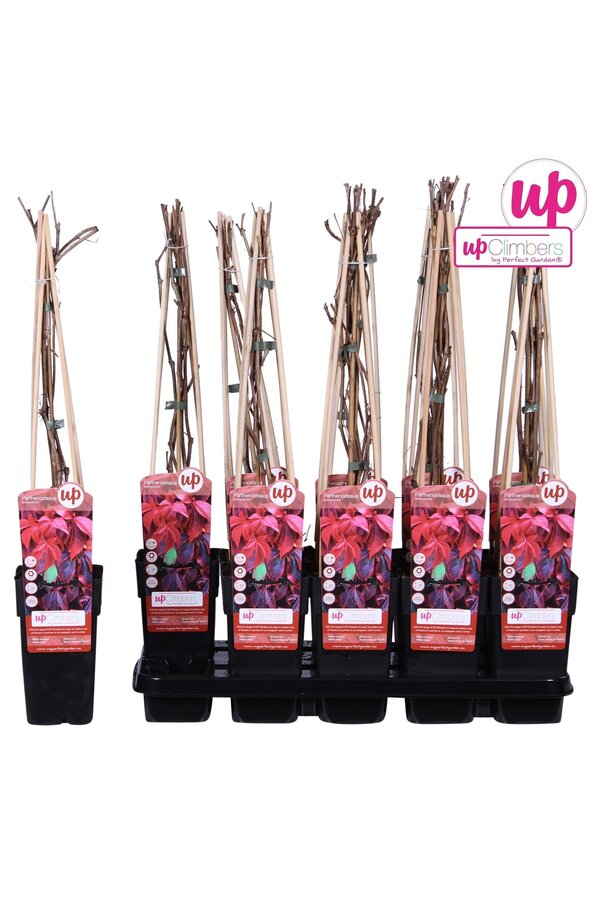 Parthenocissus quinquefolia P15