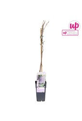 Wisteria floribunda Naga Noda P15