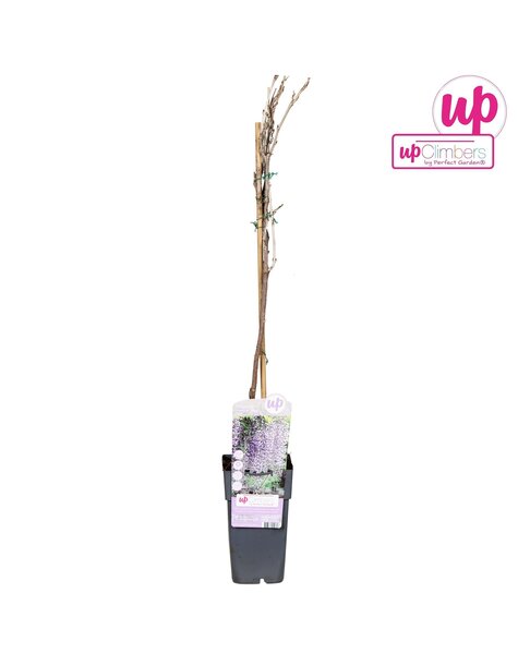 Wisteria floribunda Naga Noda P15