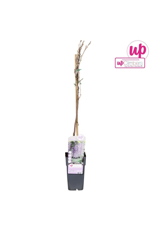 Wisteria floribunda Naga Noda P15