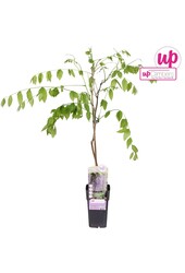 Wisteria floribunda Naga Noda P15