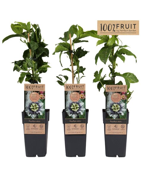 Passiflora Edulis P15