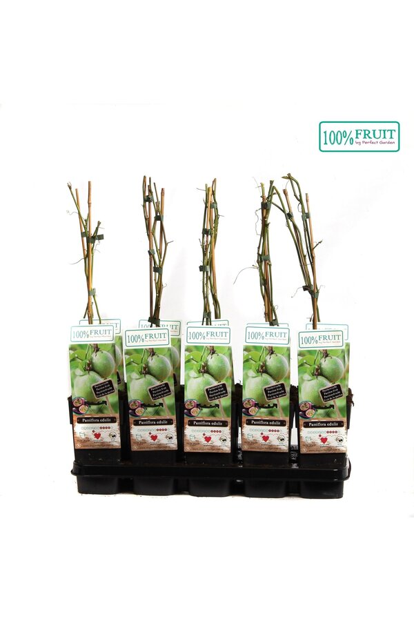 Passiflora Edulis P15