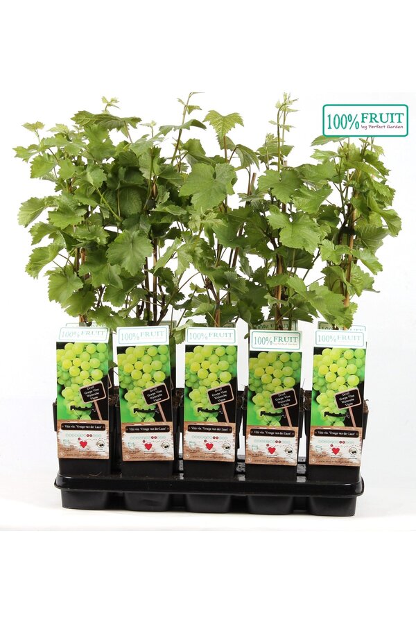 Vitis Vroege van der Laan P15