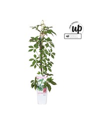 Parthenocissus henryana P15