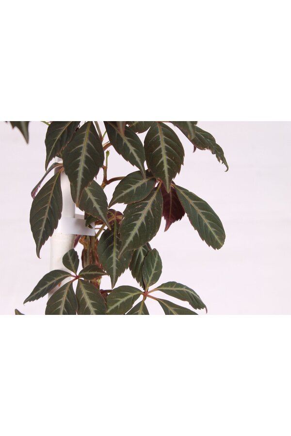 Parthenocissus henryana P15