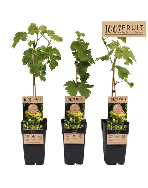 Vitis Supaga P15
