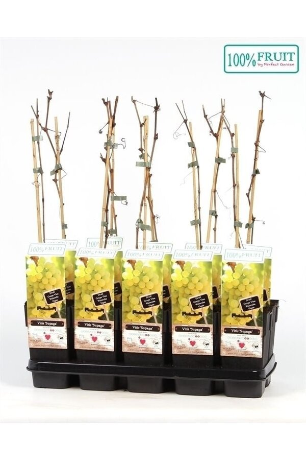 Vitis Supaga P15