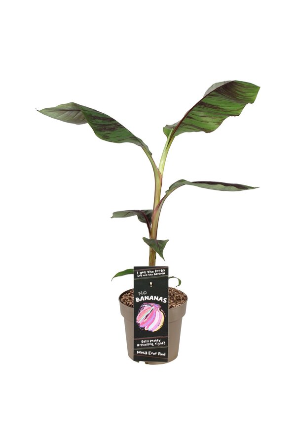 Musa sikkimensis Ever Red P21