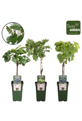 Vitis mix tray bio P19