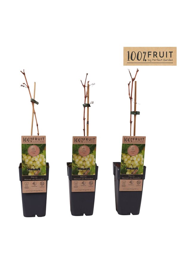 Vitis Muscat of Alexandria P15