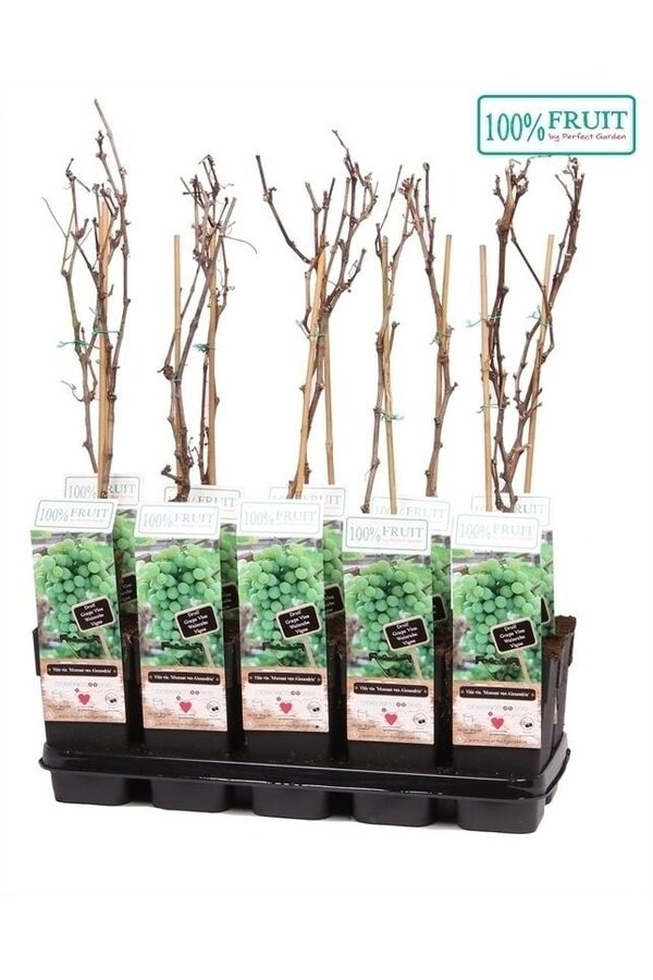 Vitis Muscat of Alexandria P15