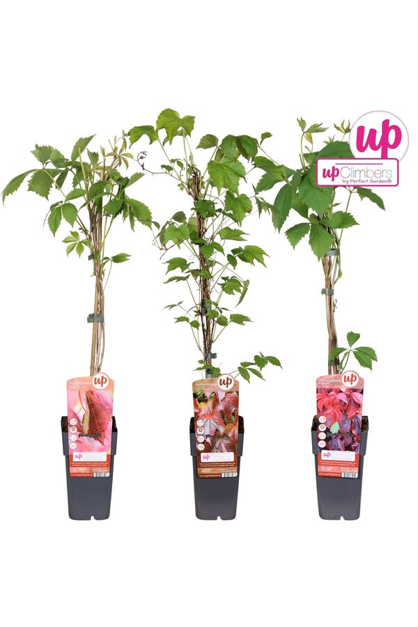 Parthenocissus mix tray P15