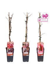 Parthenocissus mix tray P15