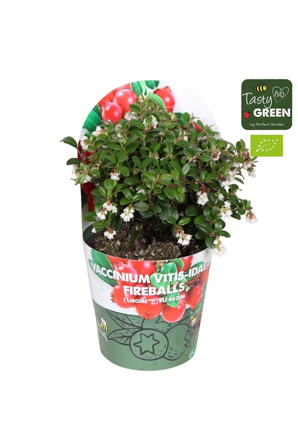Vaccinium vitis-idea Fireballs Bio P14