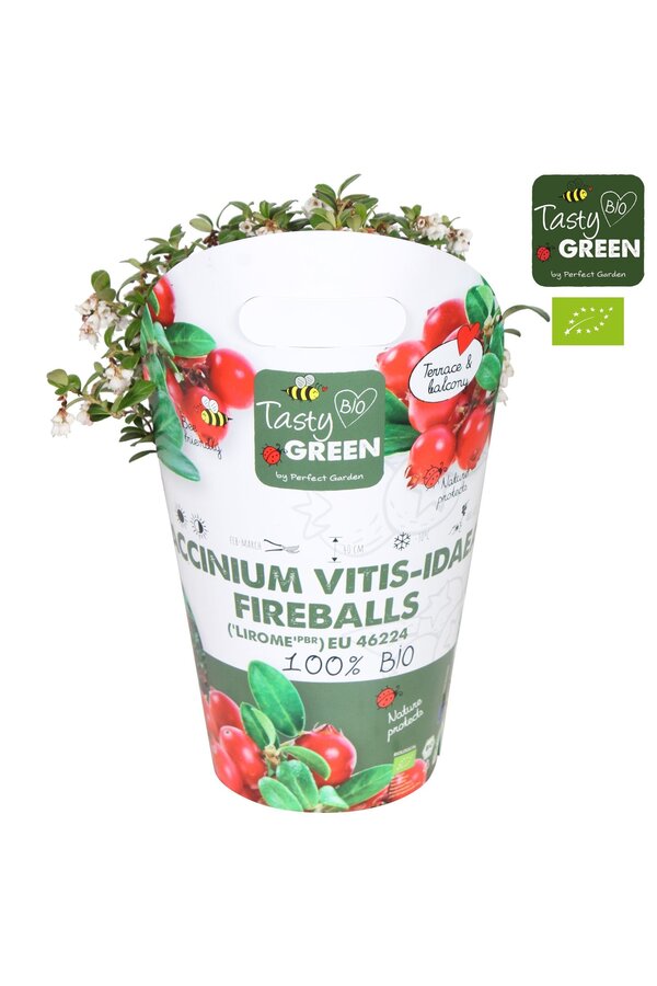 Vaccinium vitis-idea Fireballs Bio P14