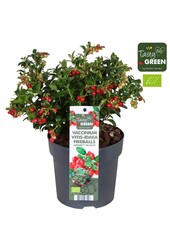 Vaccinium vitis-idea Fireballs Bio P14