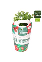 Vaccinium vitis-idea Fireballs Bio P14